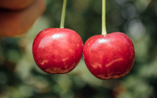 Cherries green leaves blurry macro - boetius adamsz bolswert free wallpaper