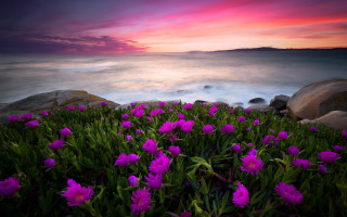 Flower field water rocks sunset - a pastel free wallpaper