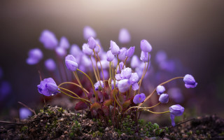 Small plant purple flower macro - a small plant free wallpaper