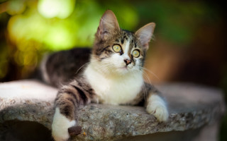 Black cat blue eyes cat - a blurry background of trees and bushes free wallpaper