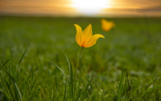 Yellow flower sunset grass nature - a few cloud free wallpaper