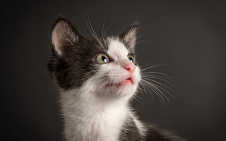 Black white cat sad eyes - cat free wallpaper