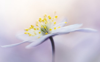 Flower macro gradient blurry background - macro photography free wallpaper