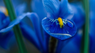 Blue flower yellow stamens green 2 - green stem free wallpaper