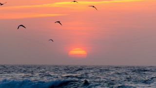 Birds ocean sunset wave beach - a flock of birds free wallpaper