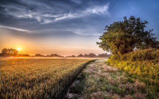 Sunset field tree path nature - a sun free wallpaper
