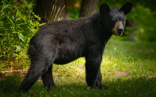 Black bear woods nature grass - a blurry background of trees and grass free wallpaper