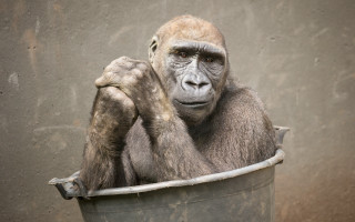 Gorilla bucket primitivism portrait realistic - a gorilla free wallpaper