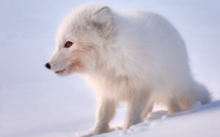 White animal snow daylight camera - the camera len free wallpaper