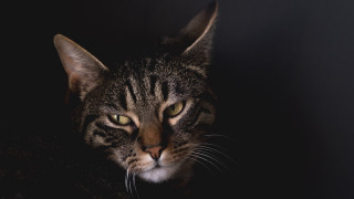 Black cat green eyes portrait 7 - a portrait free wallpaper
