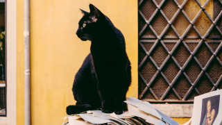 Black cat pile papers building - duccio free wallpaper
