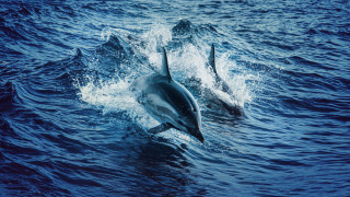 Dolphins ocean water bubble caustics - ocean free wallpaper