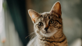 Sad cat on chair blurry - its face and chest free wallpaper
