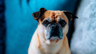 Sad dog on couch institutional - institutional critique free wallpaper