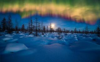 Snowy field trees moon night - a full moon in the distance free wallpaper