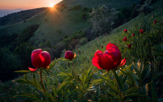 Red flower field sunset hill - a grassy area free wallpaper