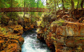 Bridge river forest trees water - a bridge over free wallpaper