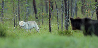Wolf bear forest nature scene - tree and grass free wallpaper