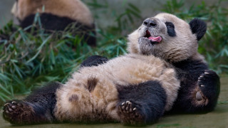 Panda laying bamboo outdoor pastel - tongue free wallpaper