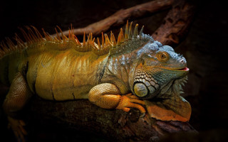 Large lizard spikes branch dark - david young cameron free wallpaper