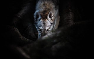 Wolf blanket dark eyed realistic - caspar wolf free wallpaper