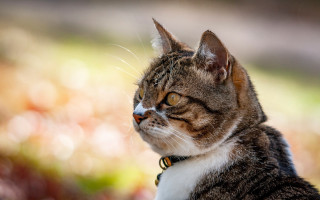 Cat collar looking distance blurry - a collar free wallpaper