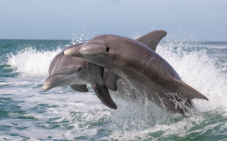 Dolphin jumping water rayonism digital - a dolphin free wallpaper