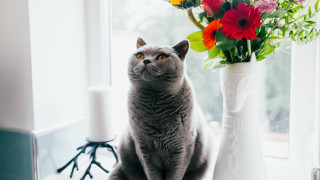 Cat vase flower bouquet stilllife - art nouveau free wallpaper