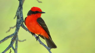 Red black bird branch green - green background free wallpaper