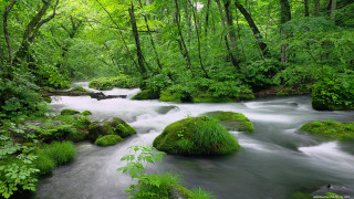Lush forest stream rocks trees 2 - river free wallpaper