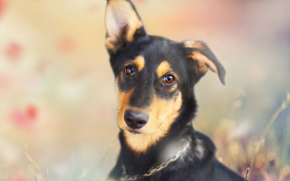Dog sitting flower field sad - a field of flowers free wallpaper