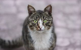 Black cat green eyes blurry 2 - spot free wallpaper