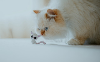 Cat playing toy mouse white - tiny free wallpaper