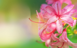 Pink flower macro blurry background 7 - naturalism free wallpaper