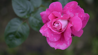 Pink rose green leaves blurry 14 - single free wallpaper