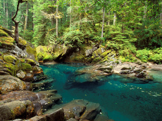 River lush forest rocks trees - green tree free wallpaper