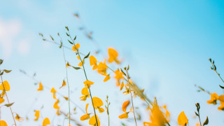 Yellow flowers grass blue sky - a few green stem free wallpaper