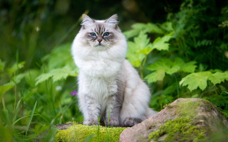 Cat rock grass blue eyes - a stock photo free wallpaper