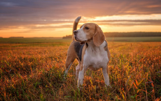 Dog field sunset clouds autumn - the sun setting behind free wallpaper