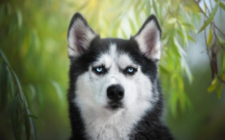 Husky blue eyes green background - a husky dog free wallpaper