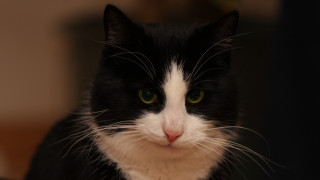 Black white cat green eyes 9 - cat free wallpaper