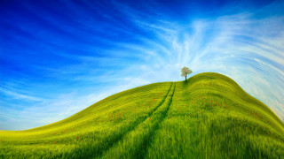 Tree hill green field blue - a green field free wallpaper