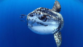 Large fish ocean bubbles rayonism - its mouth free wallpaper