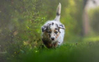 Small dog running green field - a blurry background of trees and bushes free wallpaper