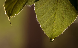 Green leaf water drop macro 5 - a green leaf free wallpaper