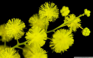 Yellow flowers closeup black background - a close up of a bunch free wallpaper