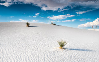 Lone plant hill sand wind - a hill side free wallpaper