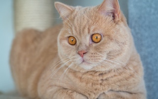 Cat yellow eyes laying on - serious free wallpaper for desktop