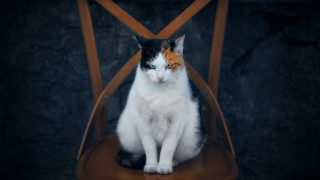 Sad cat on chair eye - its face free wallpaper