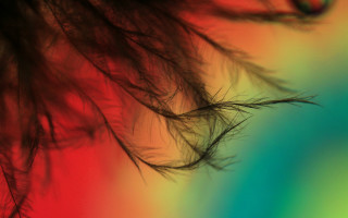 Blurry feather rainbow background holography - fiona stephenson free wallpaper